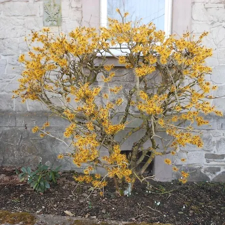 호텔 Westfalenhof Garni